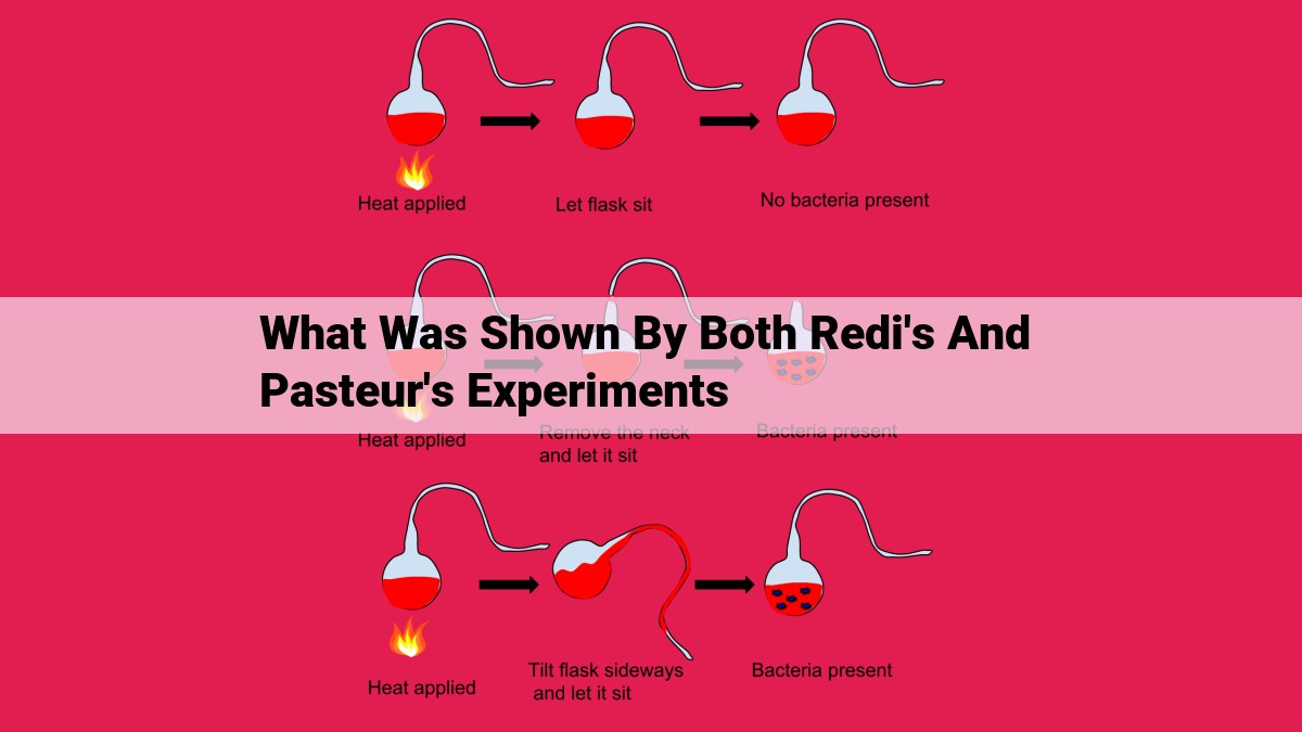 what was shown by both redi's and pasteur's experiments