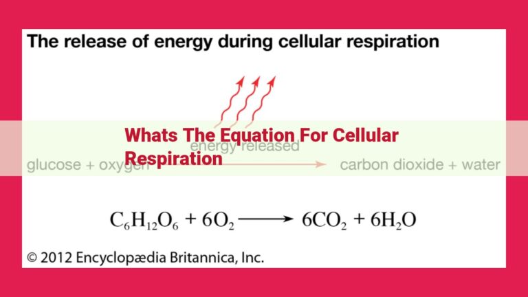 whats the equation for cellular respiration