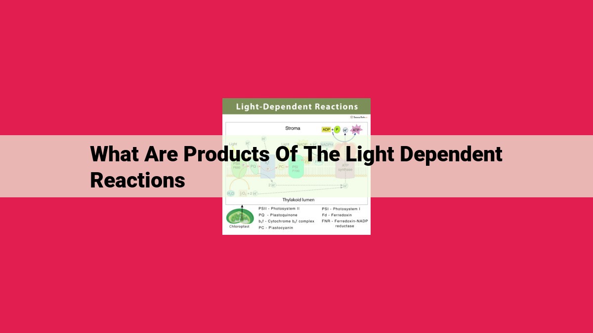 what are products of the light dependent reactions