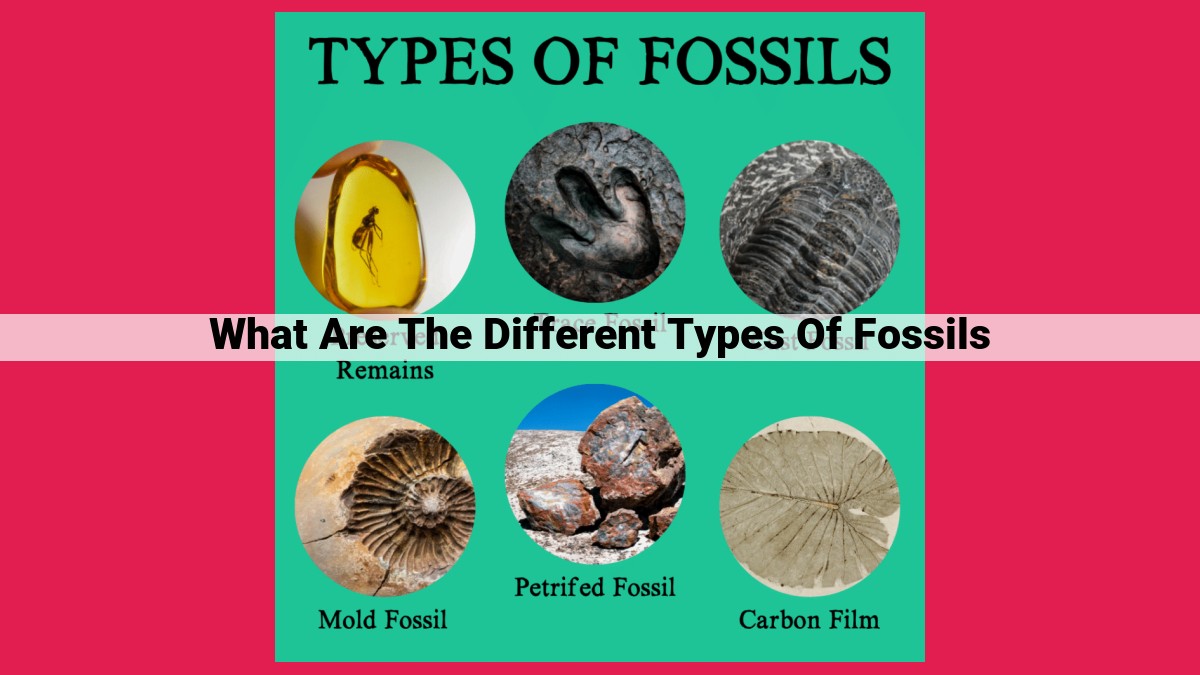 what are the different types of fossils