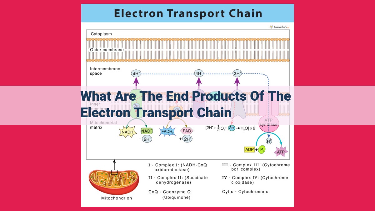 what are the end products of the electron transport chain