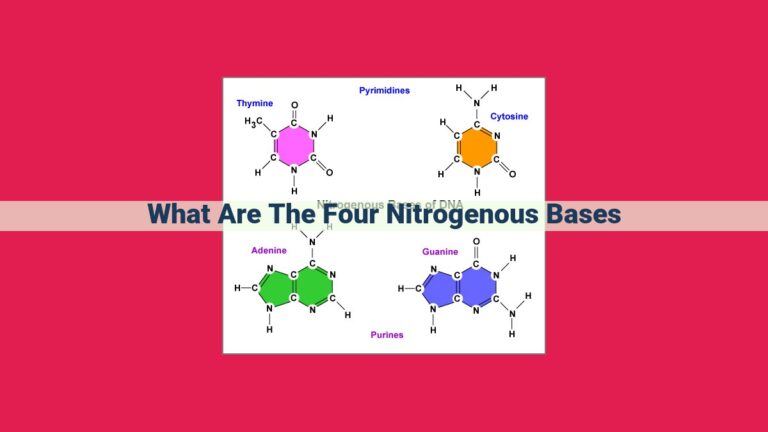 what are the four nitrogenous bases