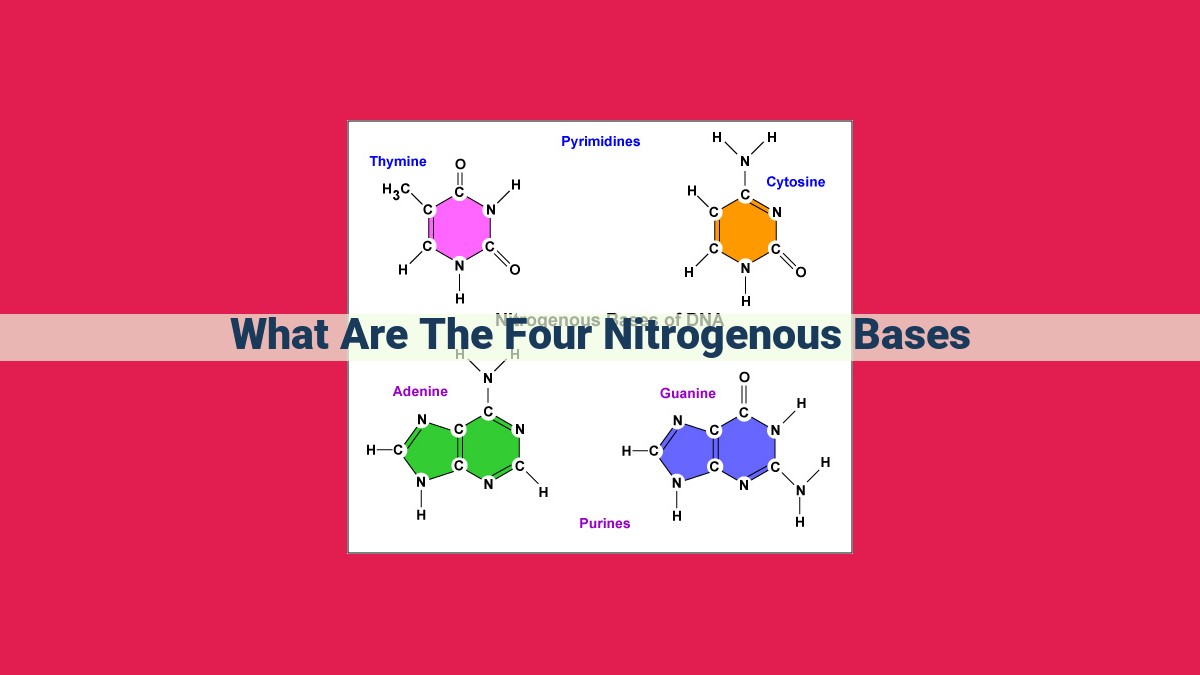 what are the four nitrogenous bases