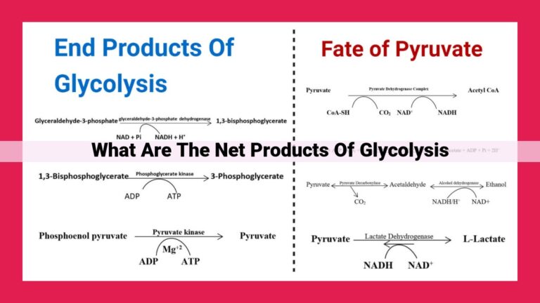 what are the net products of glycolysis