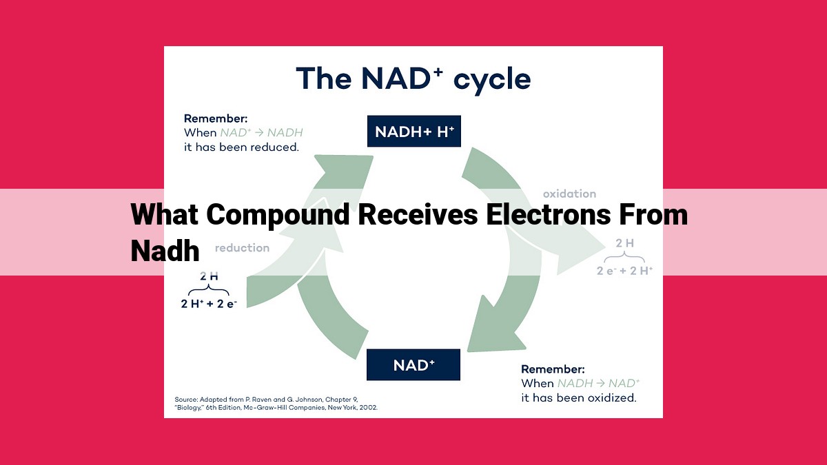 what compound receives electrons from nadh