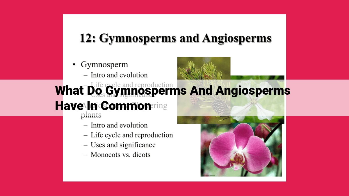 what do gymnosperms and angiosperms have in common