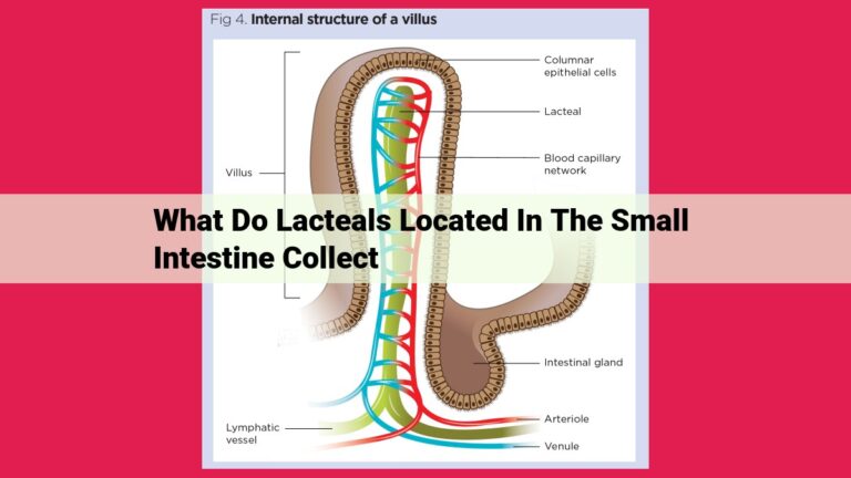 what do lacteals located in the small intestine collect