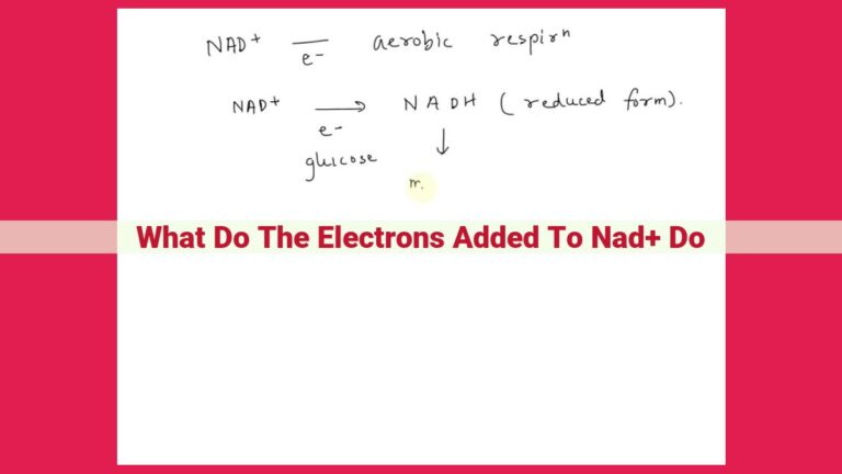 what do the electrons added to nad+ do