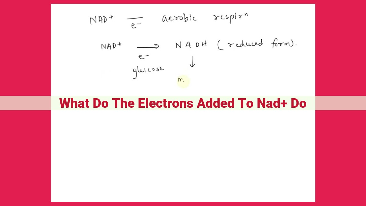 what do the electrons added to nad+ do