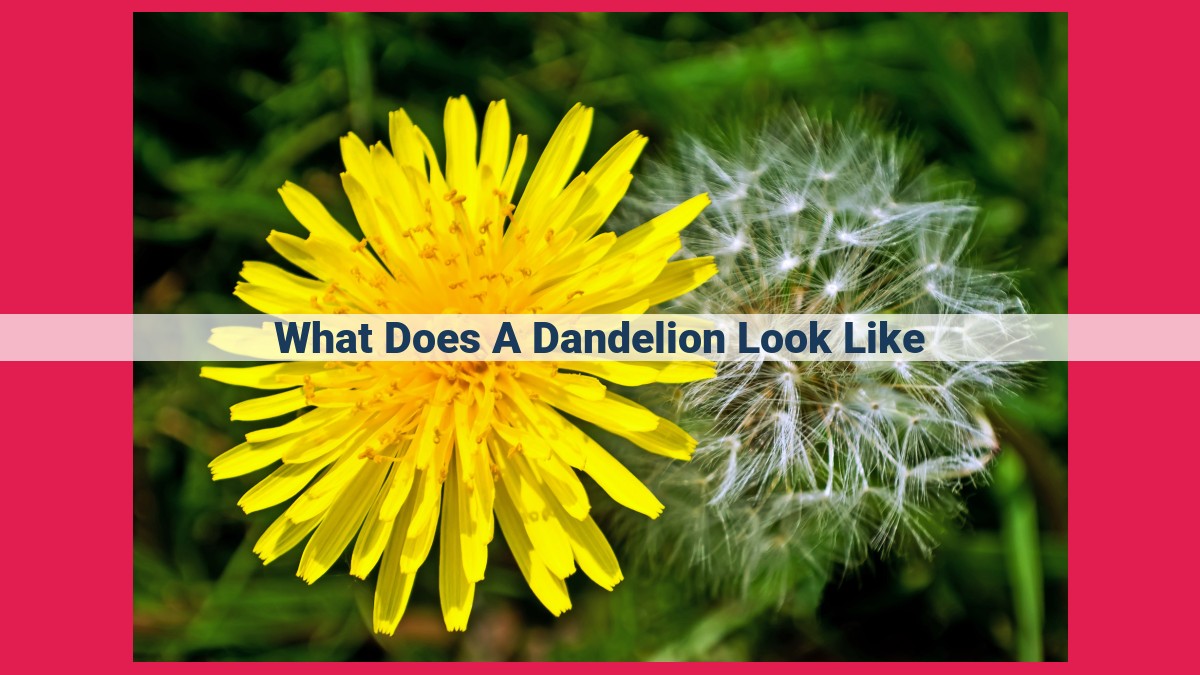 what does a dandelion look like