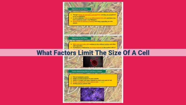 what factors limit the size of a cell