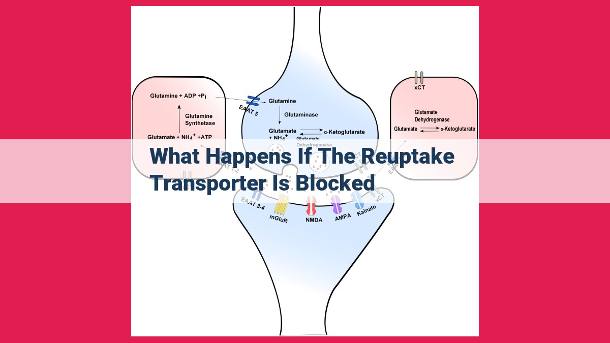 what happens if the reuptake transporter is blocked