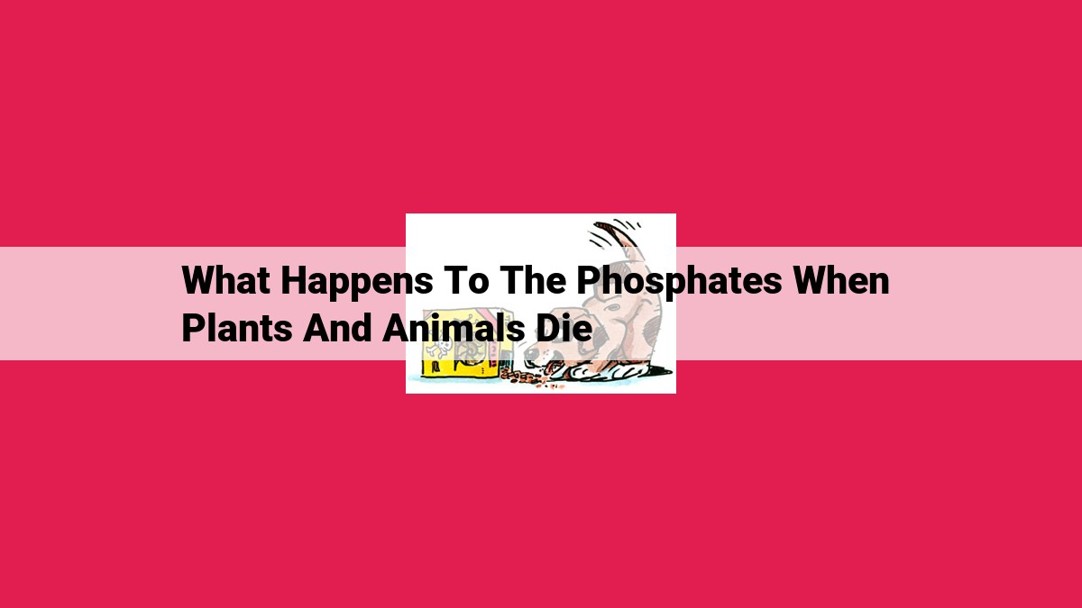 what happens to the phosphates when plants and animals die