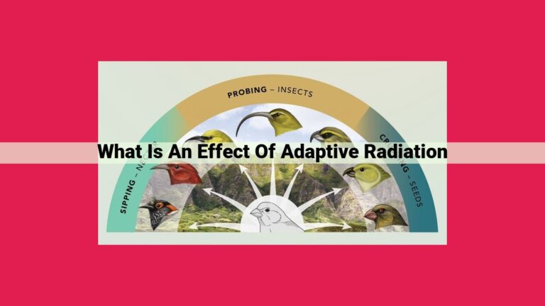 what is an effect of adaptive radiation