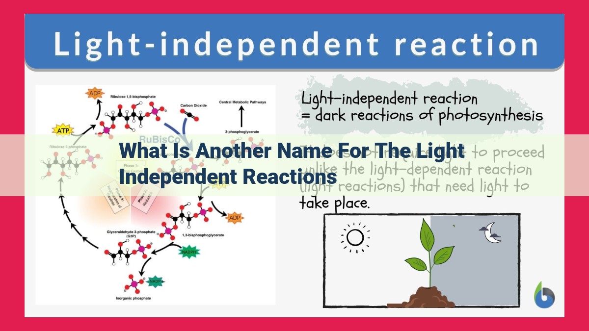 what is another name for the light independent reactions