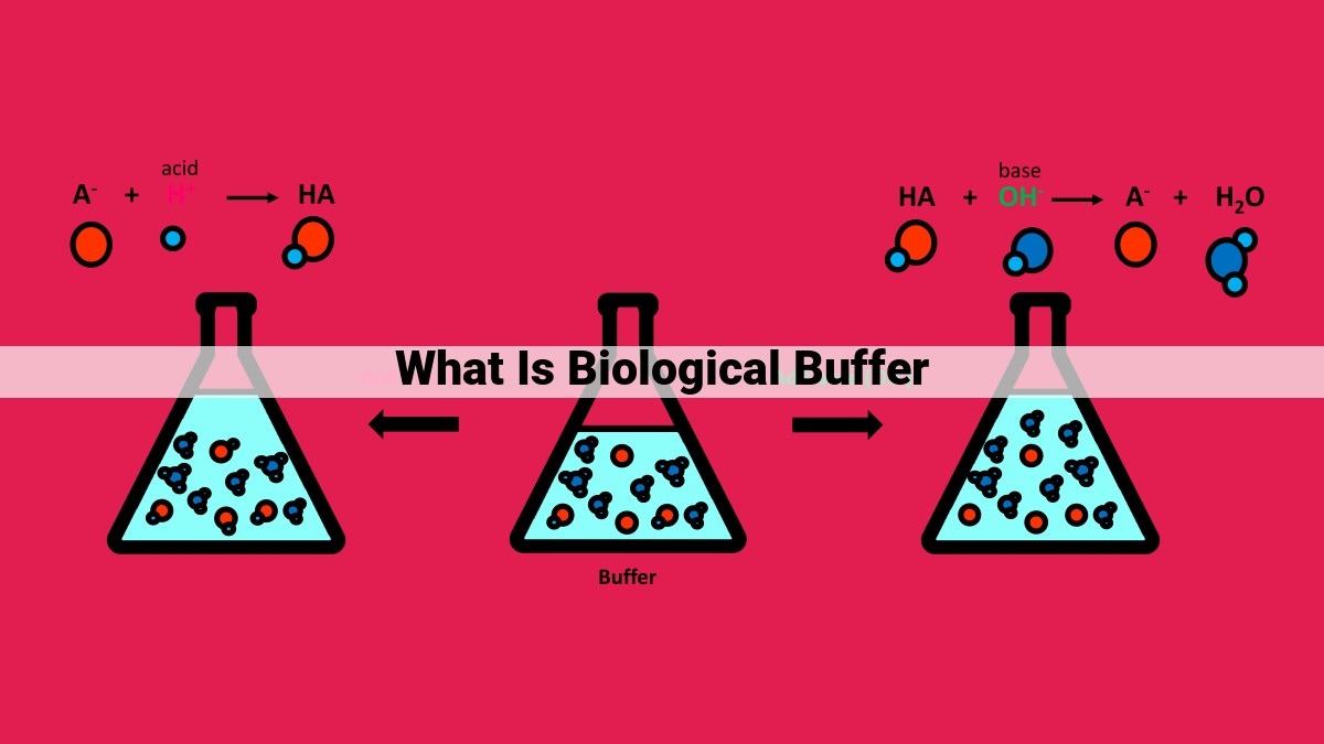 what is biological buffer