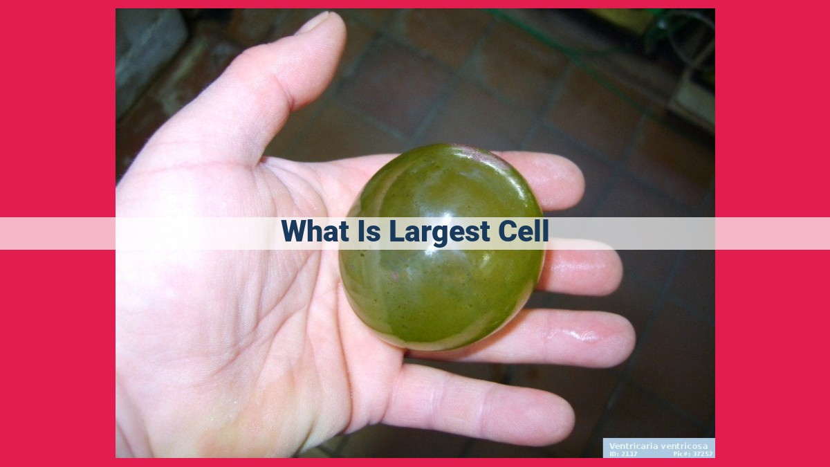 what is largest cell