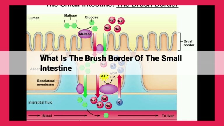 what is the brush border of the small intestine