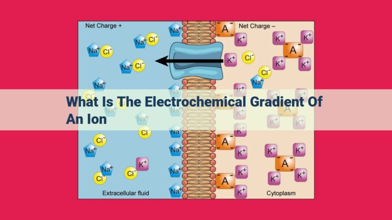 what is the electrochemical gradient of an ion