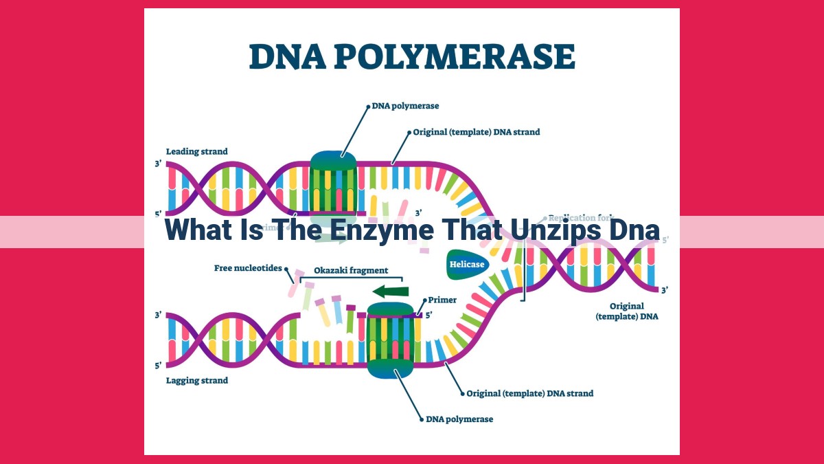 what is the enzyme that unzips dna