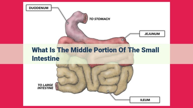 what is the middle portion of the small intestine