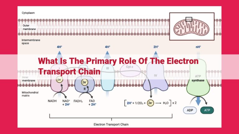 what is the primary role of the electron transport chain