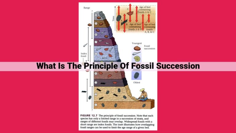 what is the principle of fossil succession