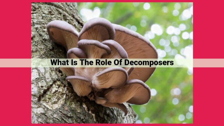 what is the role of decomposers