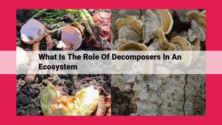 what is the role of decomposers in an ecosystem