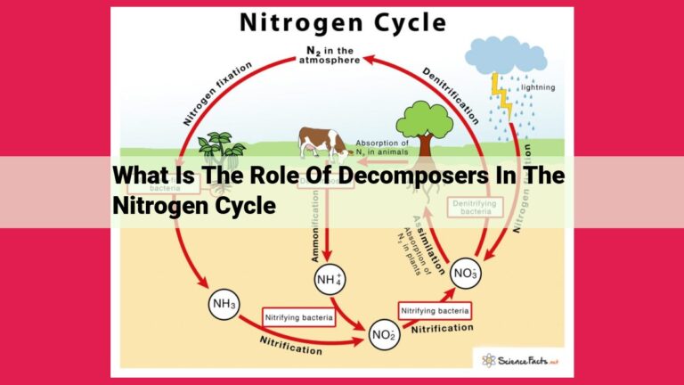 what is the role of decomposers in the nitrogen cycle