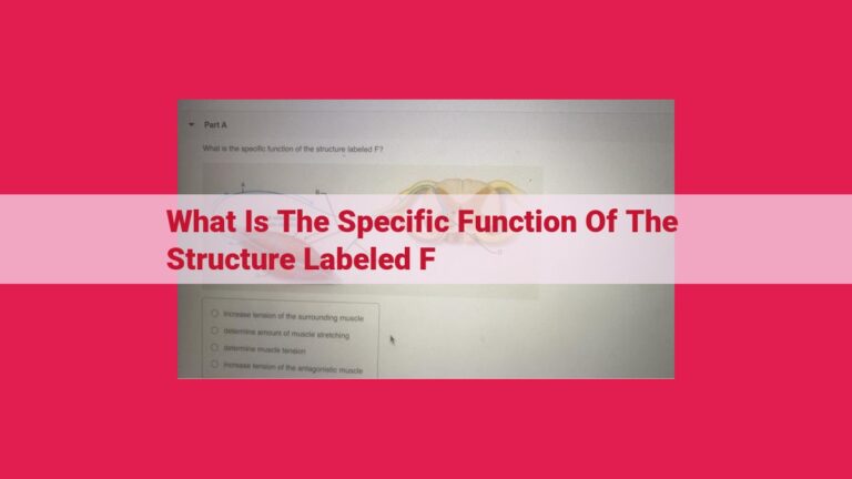 what is the specific function of the structure labeled f