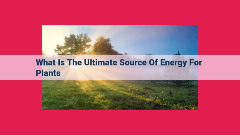 what is the ultimate source of energy for plants