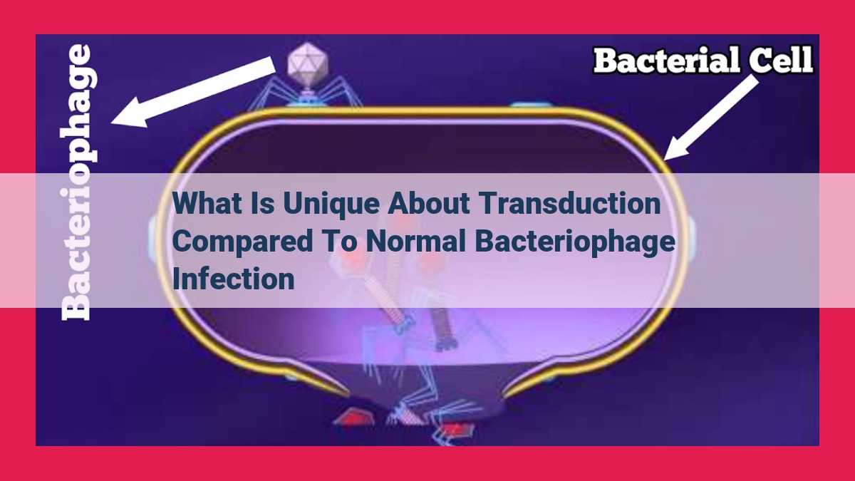 what is unique about transduction compared to normal bacteriophage infection