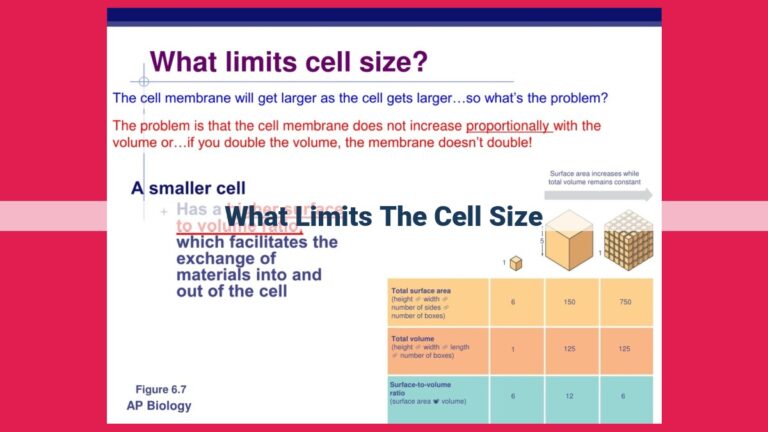 what limits the cell size