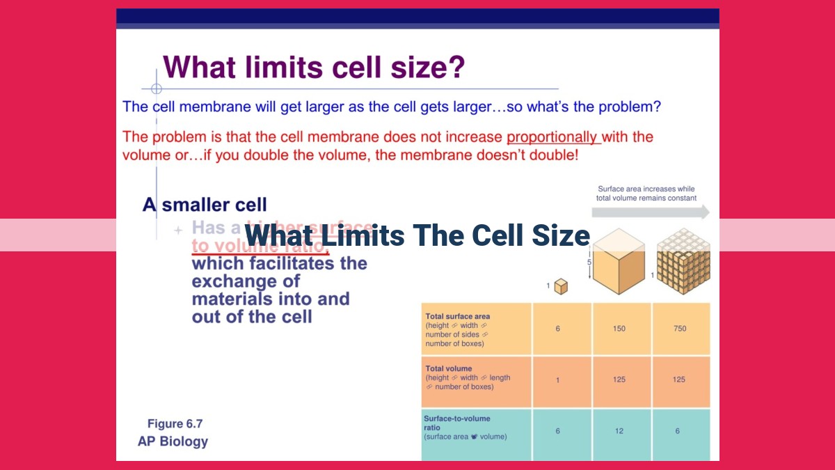 what limits the cell size