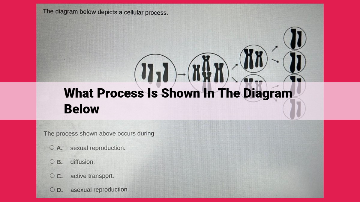 what process is shown in the diagram below