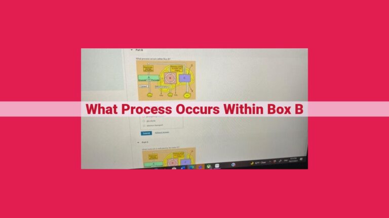 what process occurs within box b