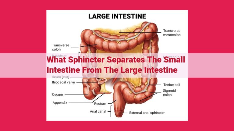 what sphincter separates the small intestine from the large intestine